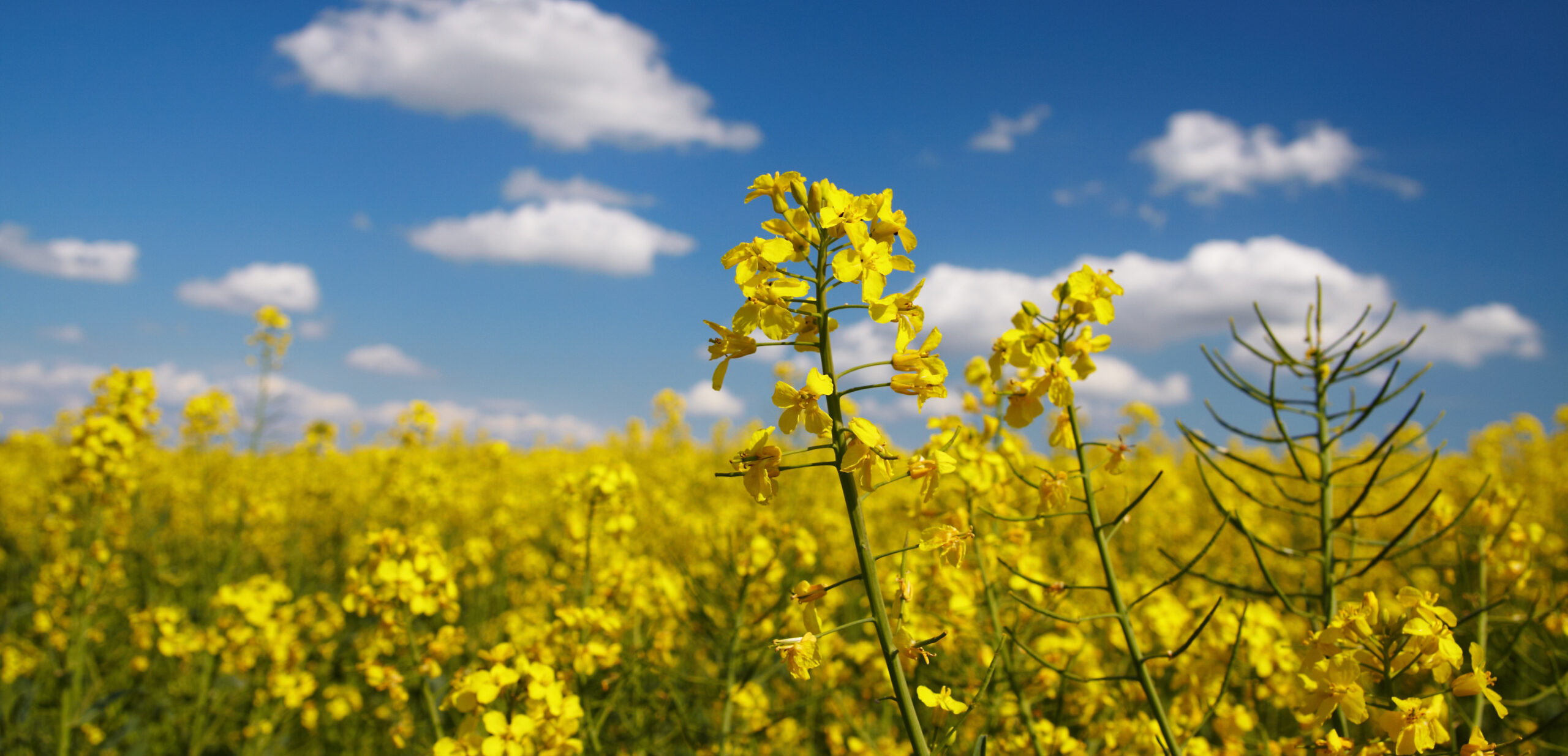 Close up blossom colza - Calcifert Nutrient Information