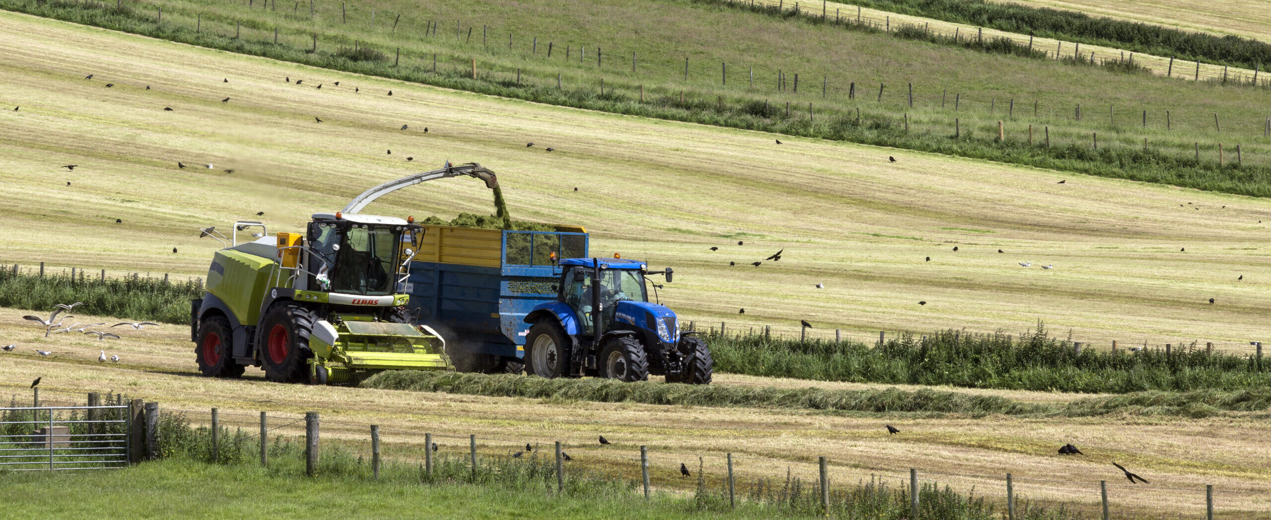 Agriculture - Ballycastle - Northern Ireland