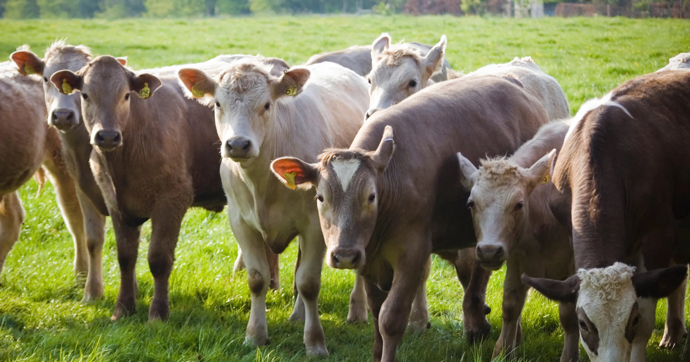 an image showing livestock in a field - no animal feed