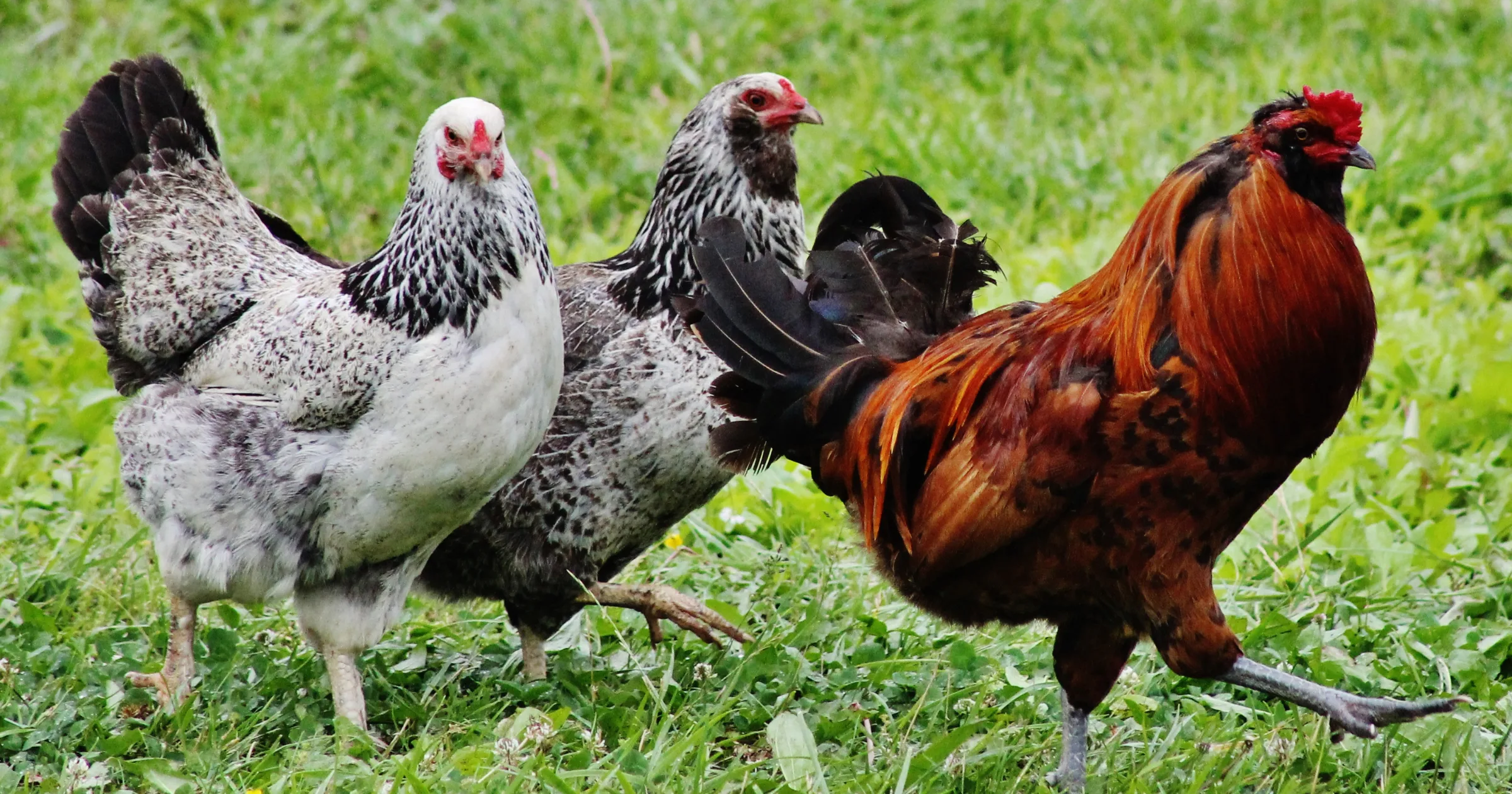 an image showing livestock - chickens in a field