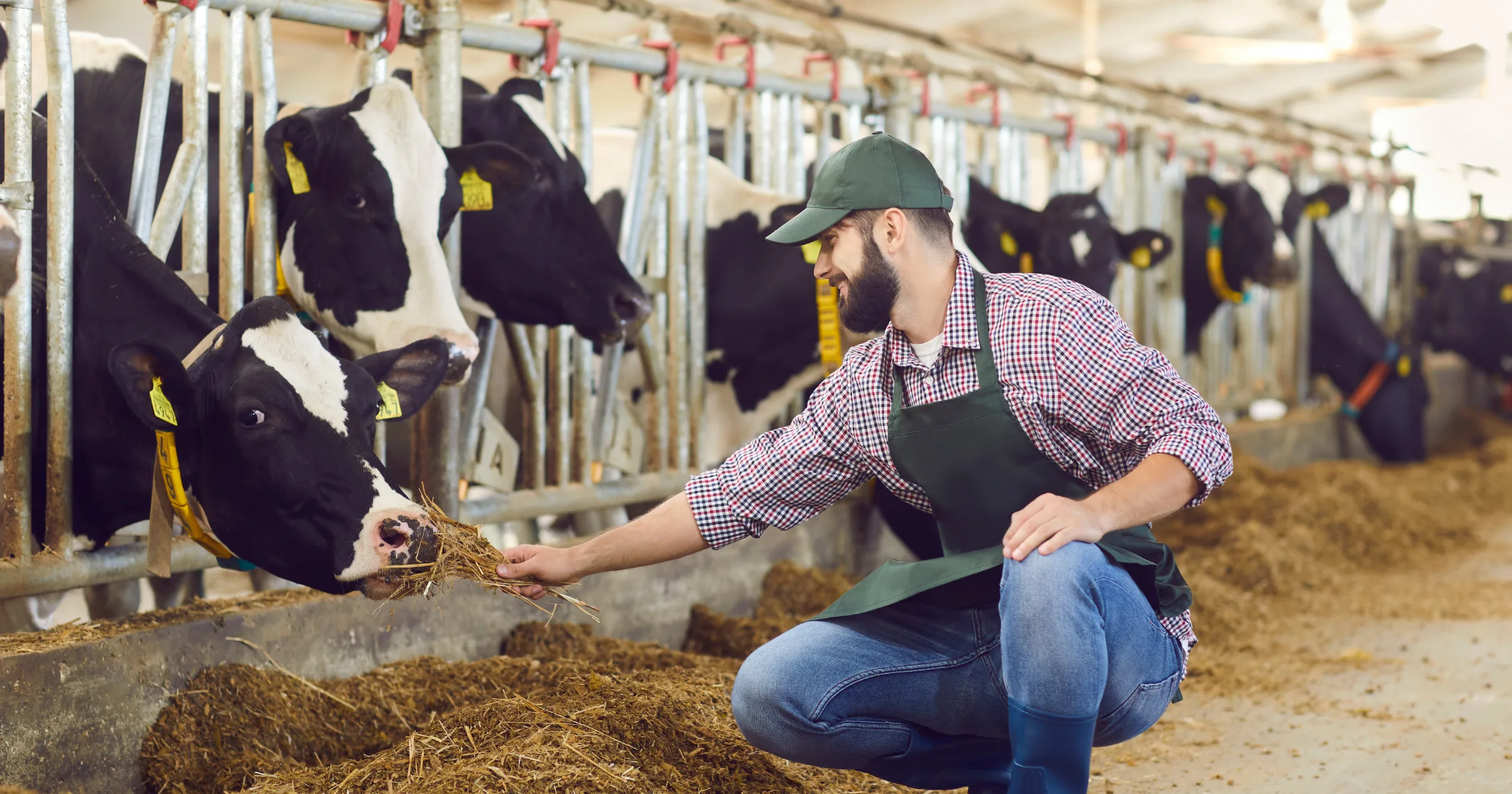 an image showing a farmer feeding livestock with animal feed