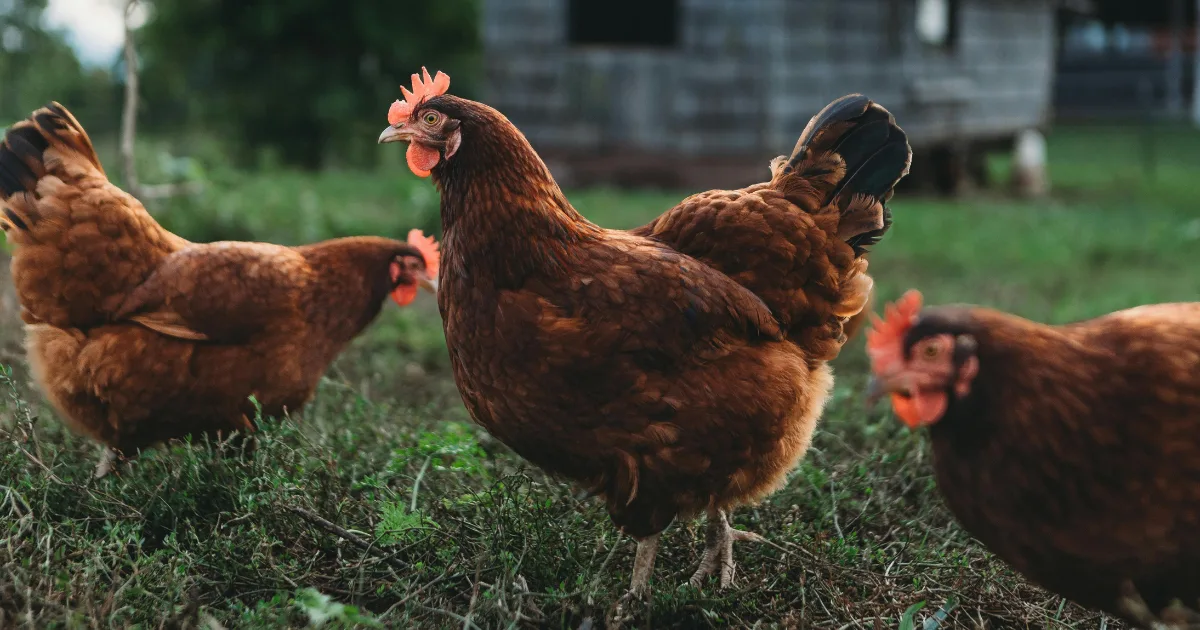 an image to represent livestock farming