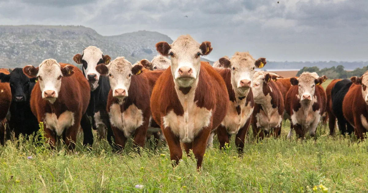 an image showing cattle in a livestock farming setting