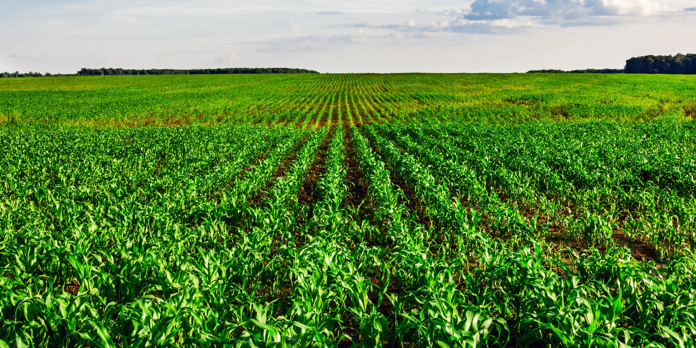 an image showing a crop field