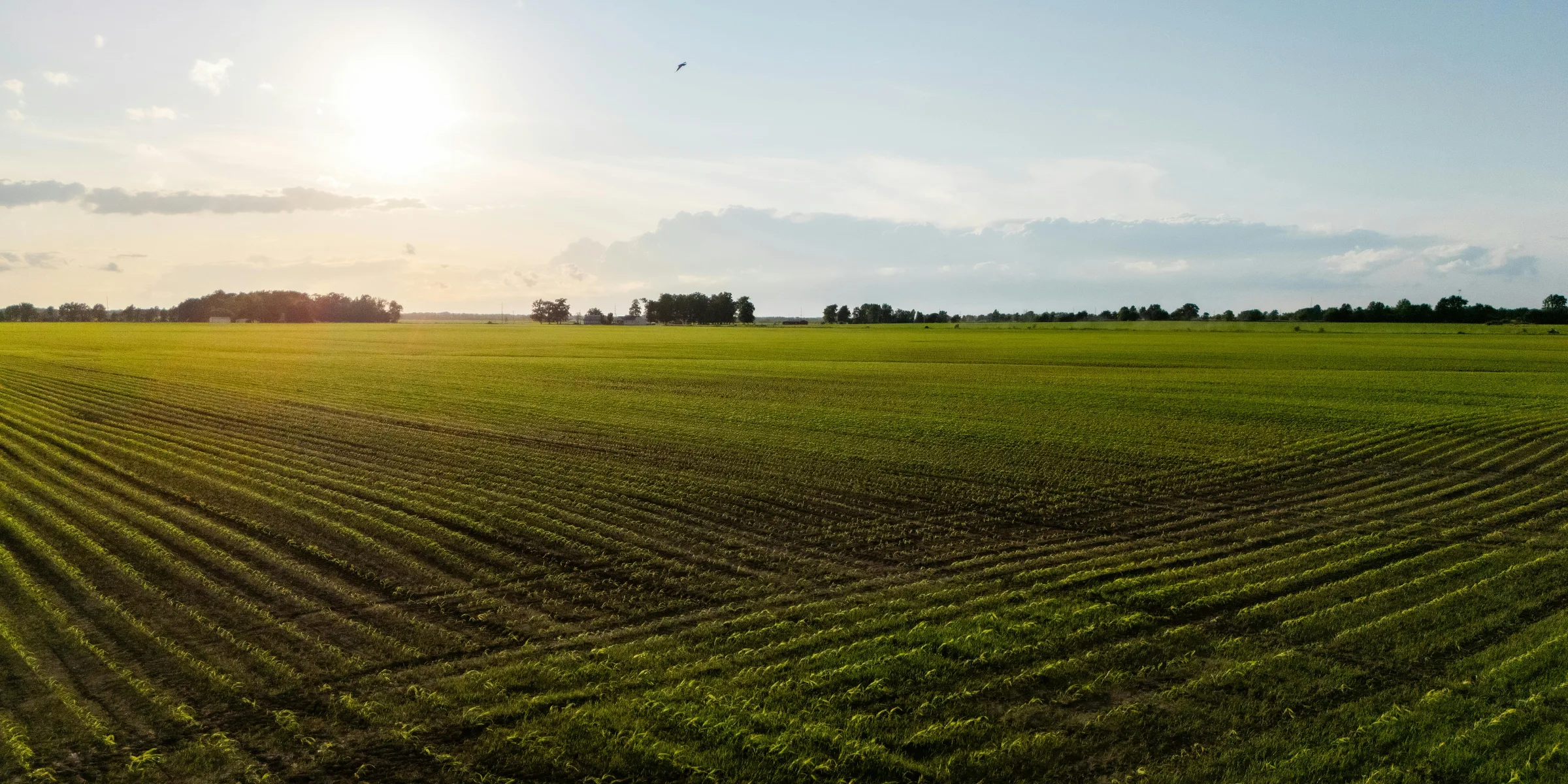 an image showing a farmer's field