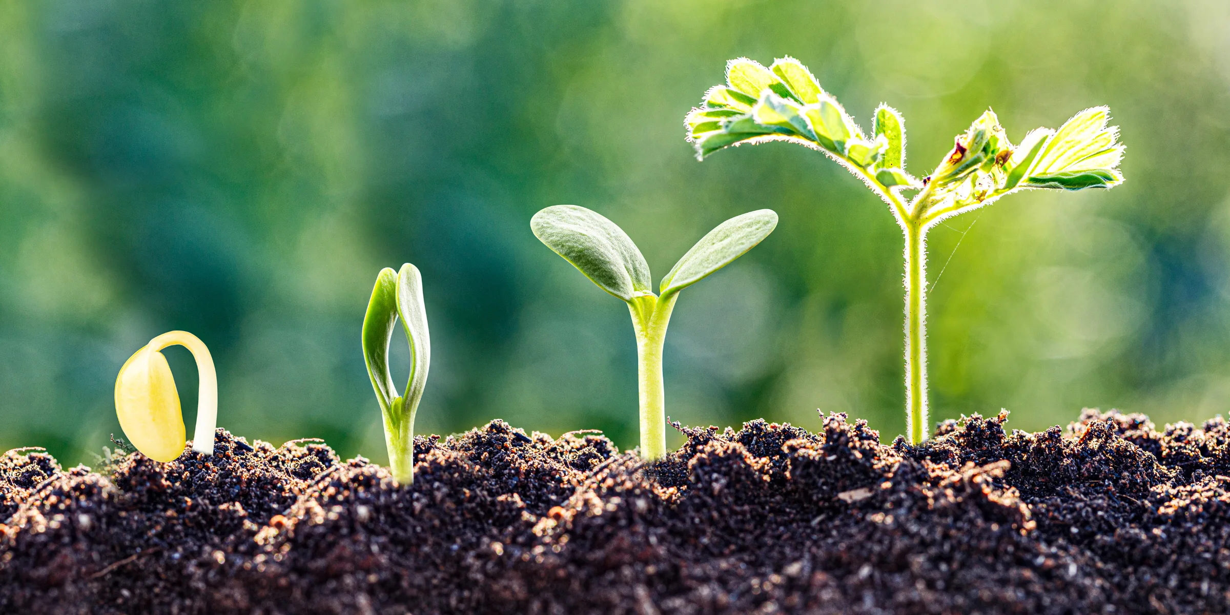 an image to represent crop growth