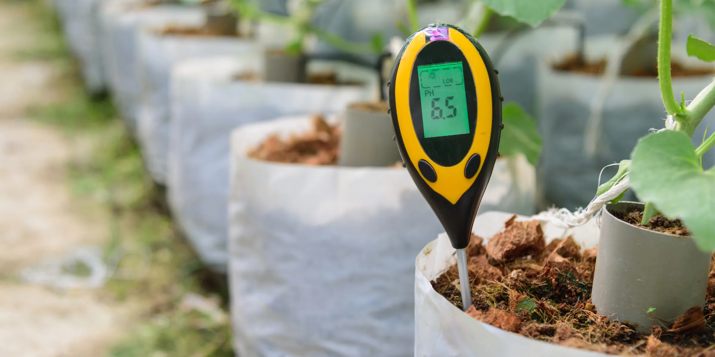 an image to represent soil ph testing and how to improve soil ph