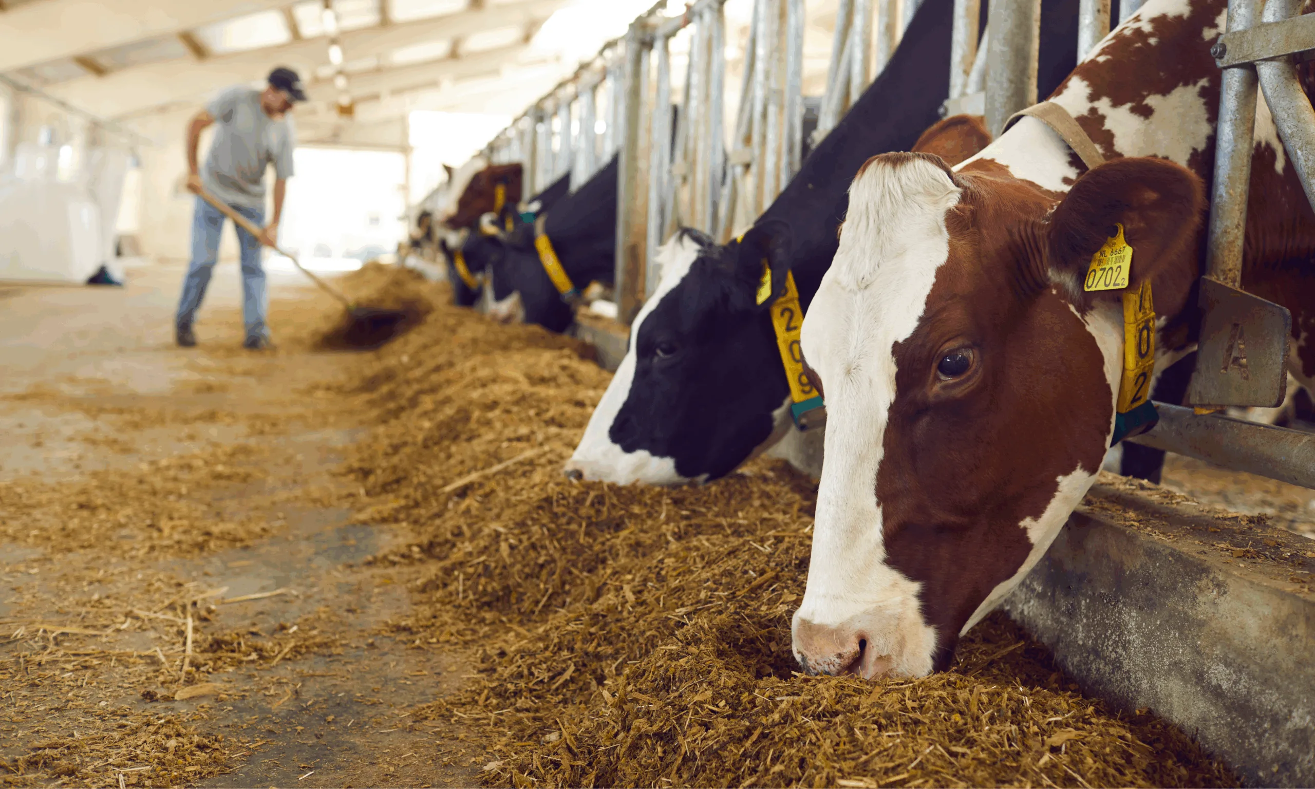 an image to represent animal feed additives