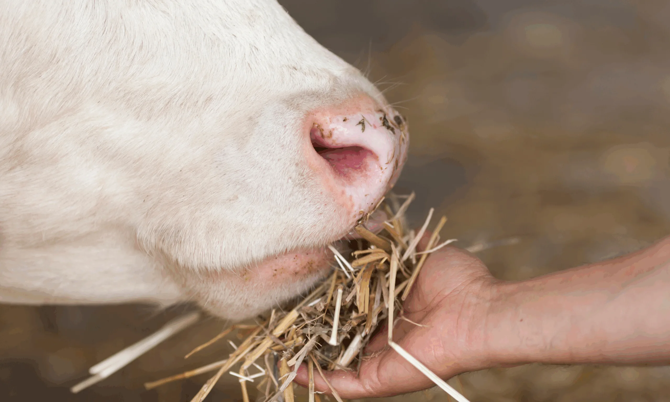 an image showing someone feeding an animal