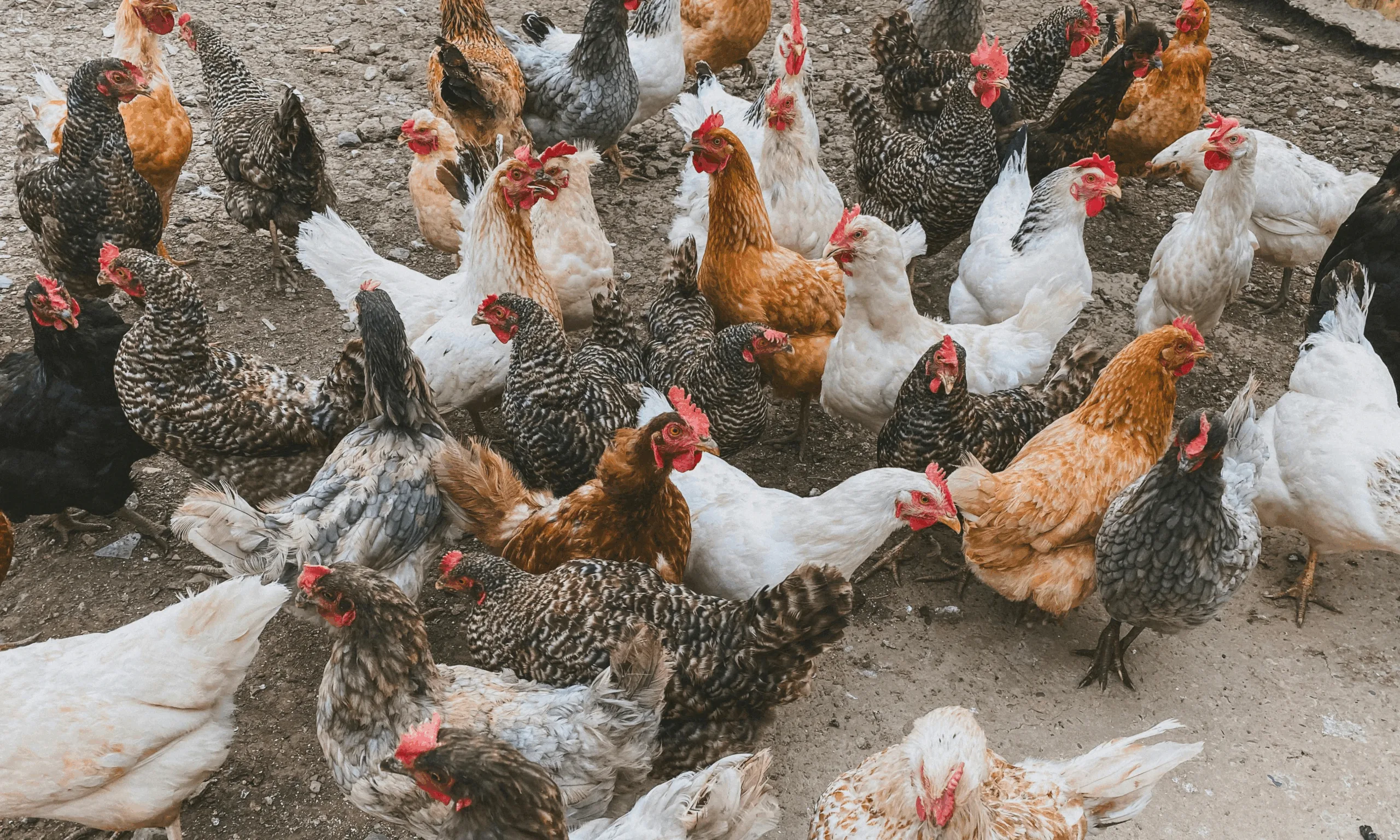 an image representing how animal feed additives can be used