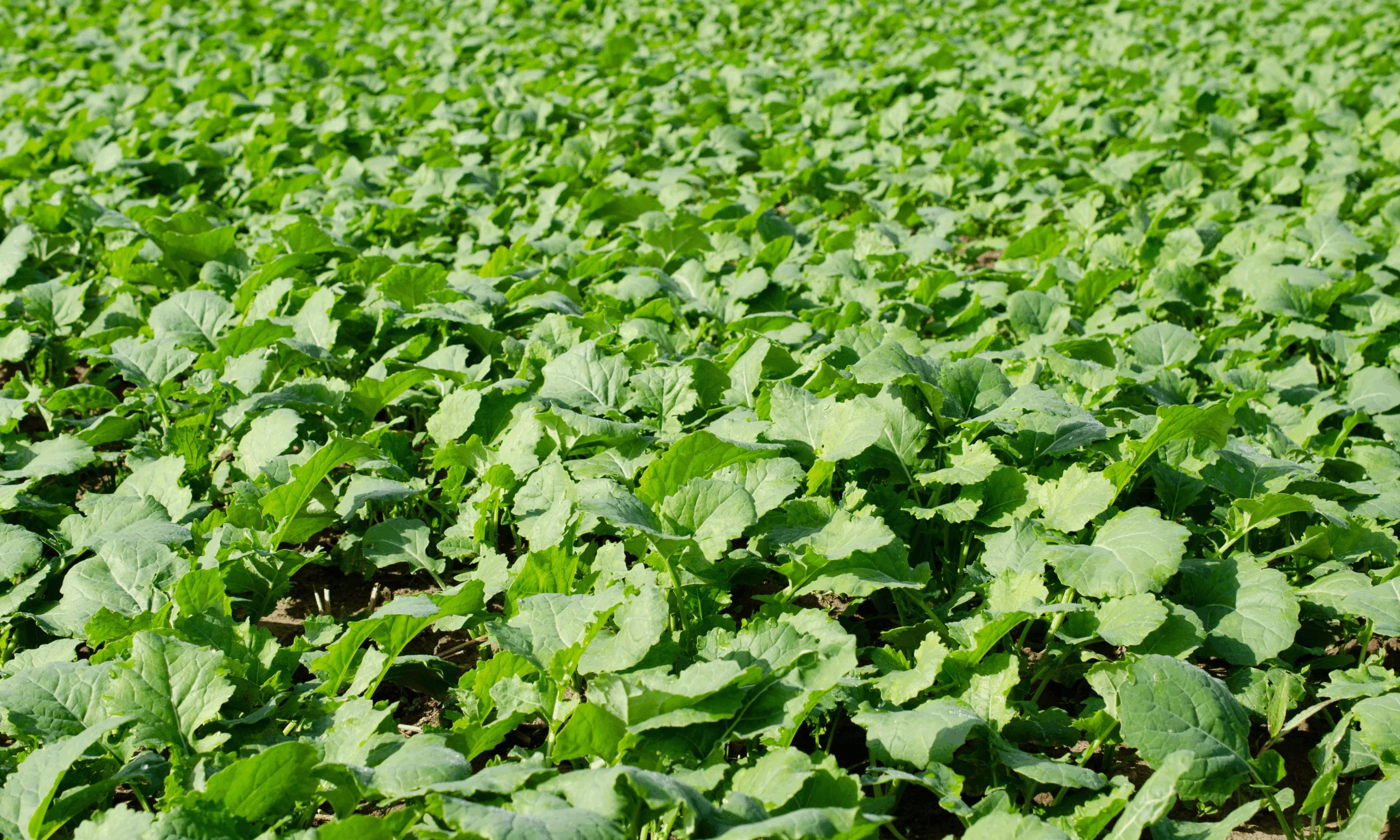 an image showing crop growth