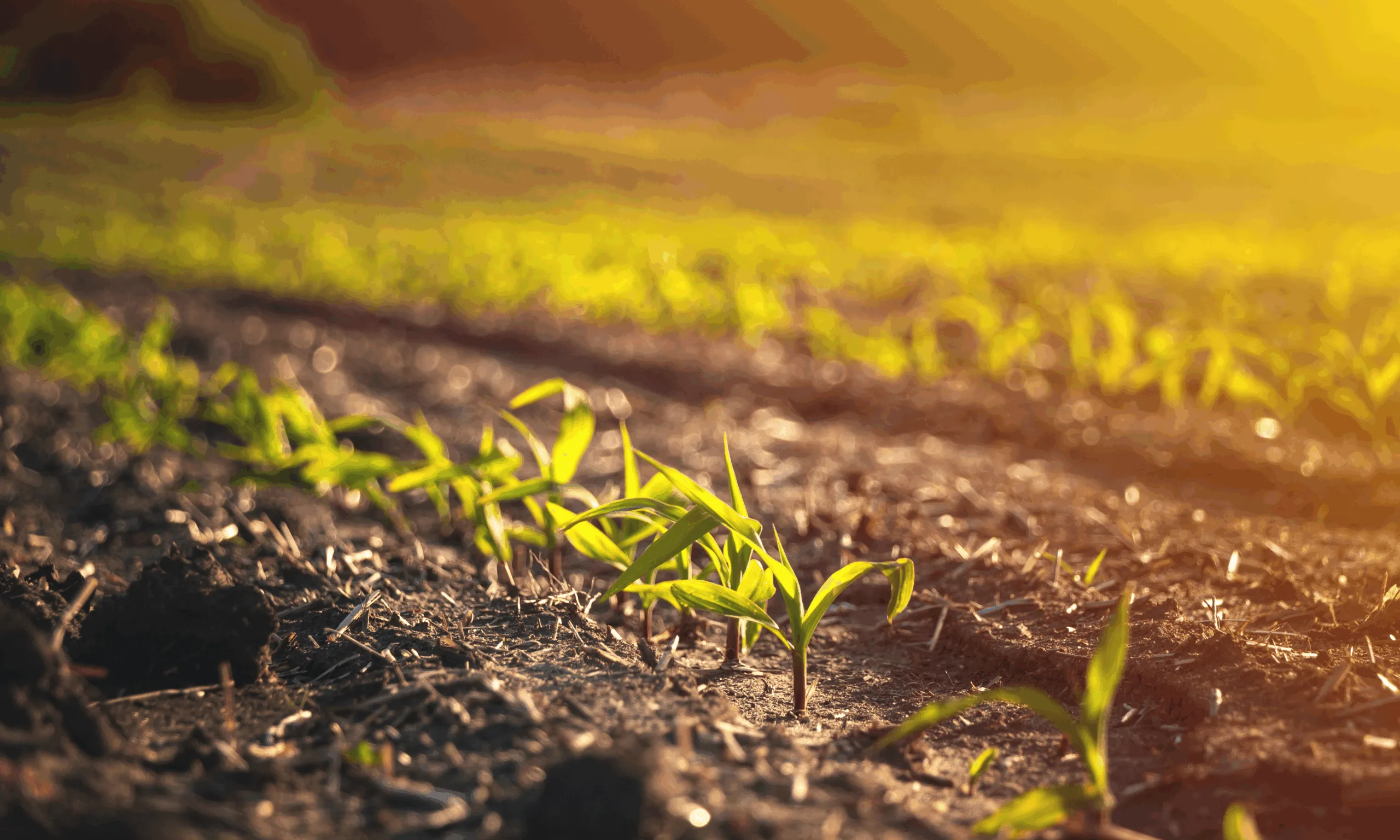an image to show crops growing