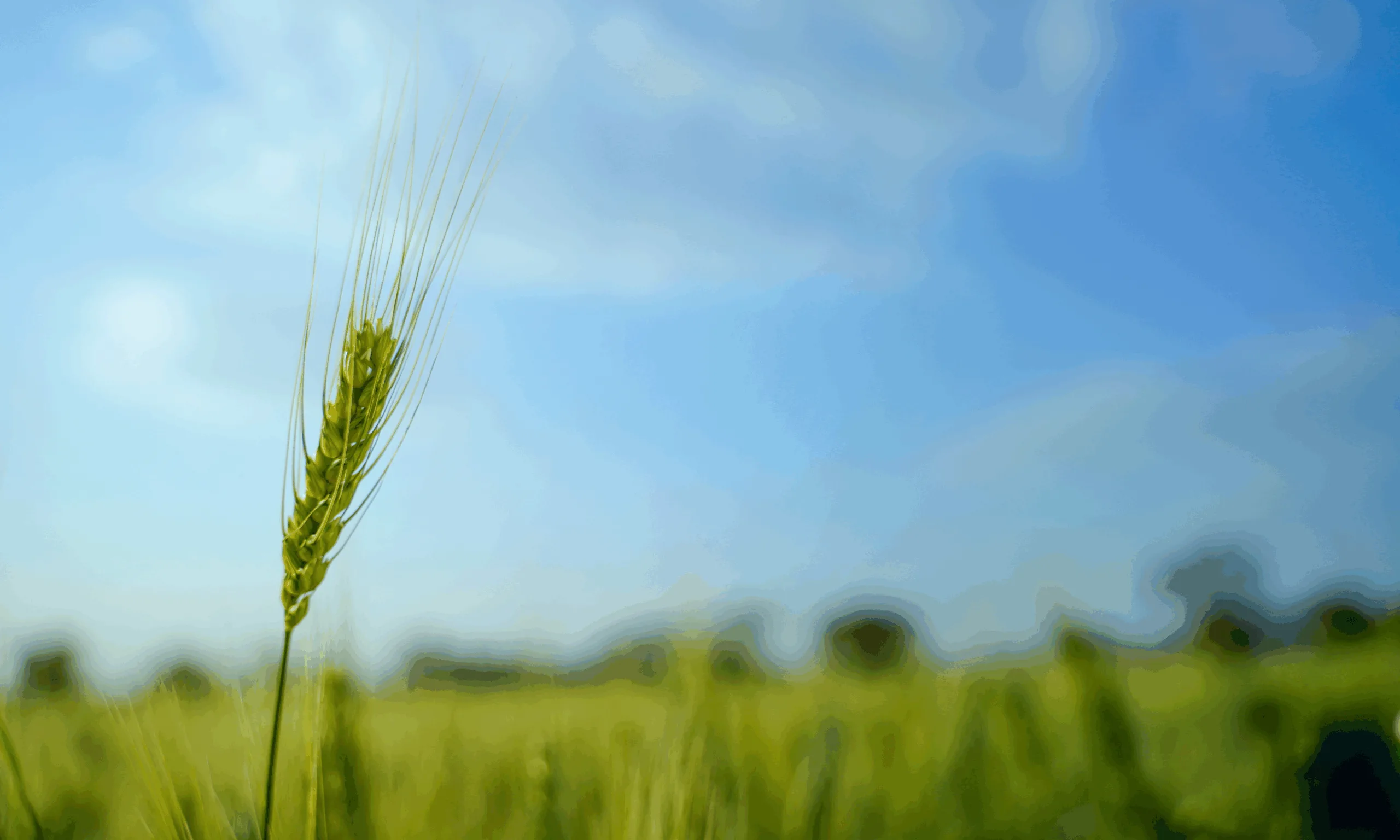 an image to represent how crops can grow without a sulphur deficiency