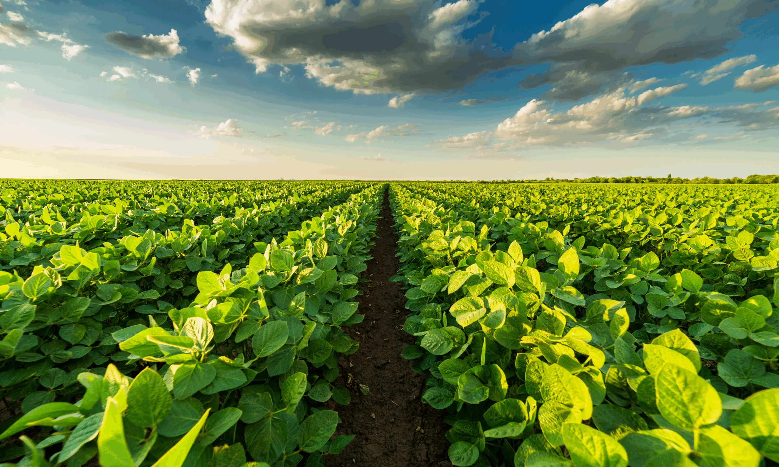 an image showing healthy crops