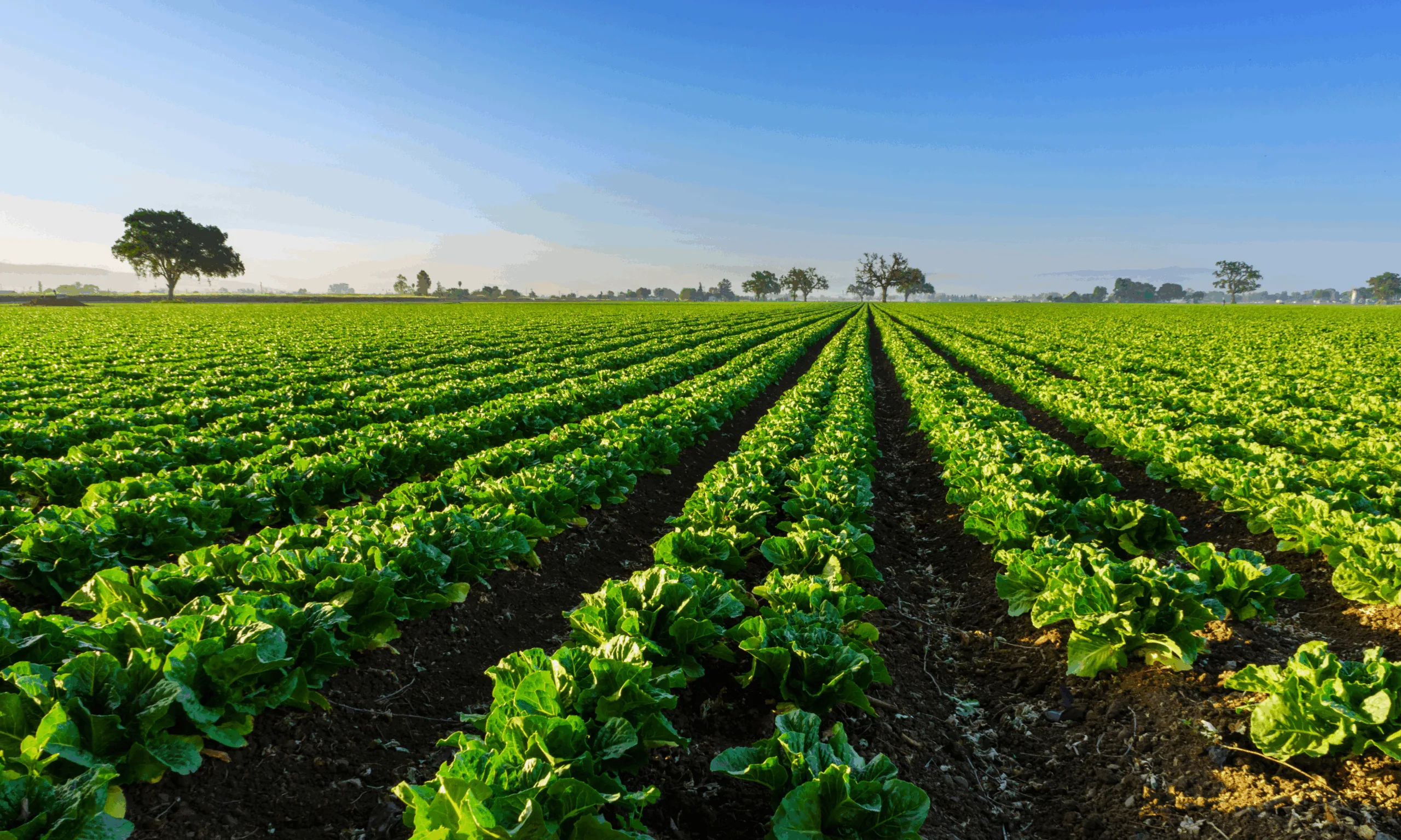 an image showing healthy crops