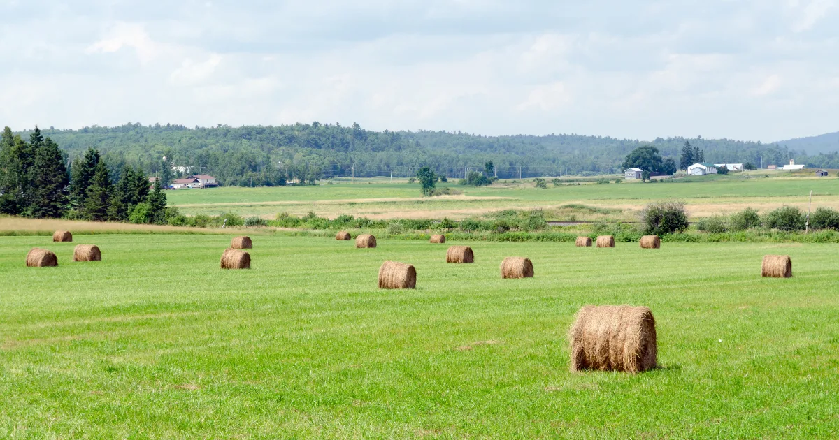 an image showing grassland