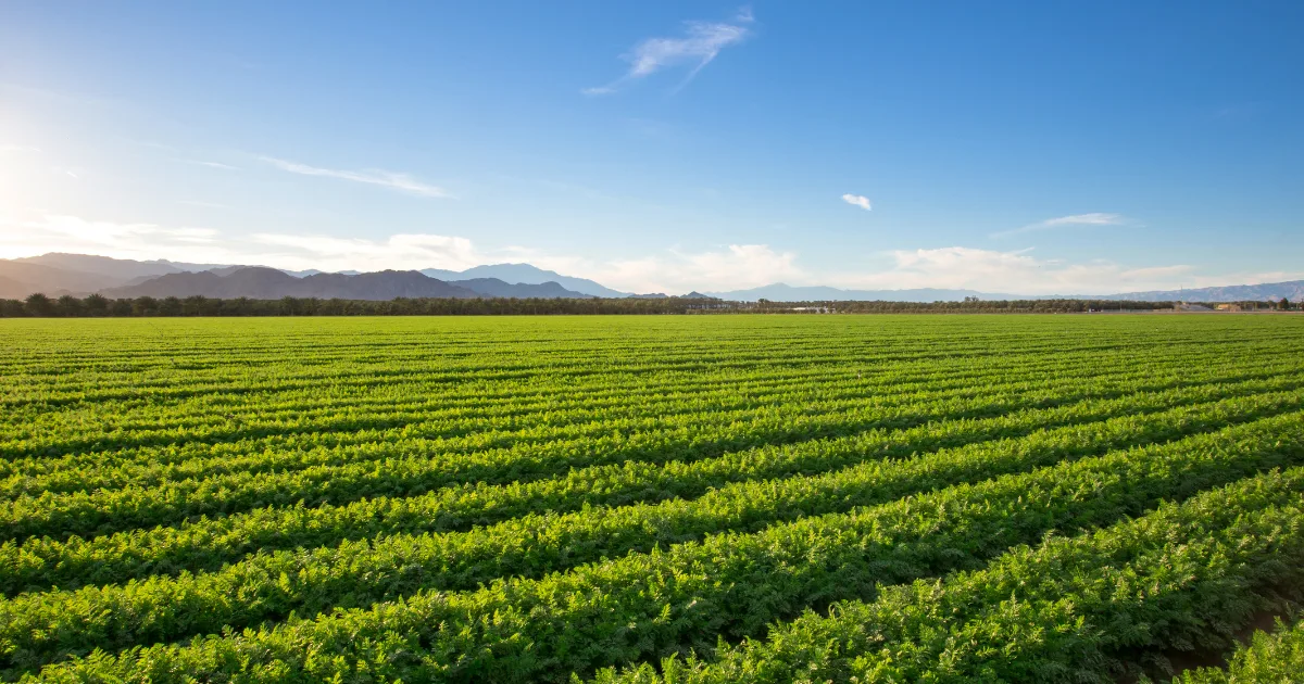 an image to represent spring autonomy and grassland