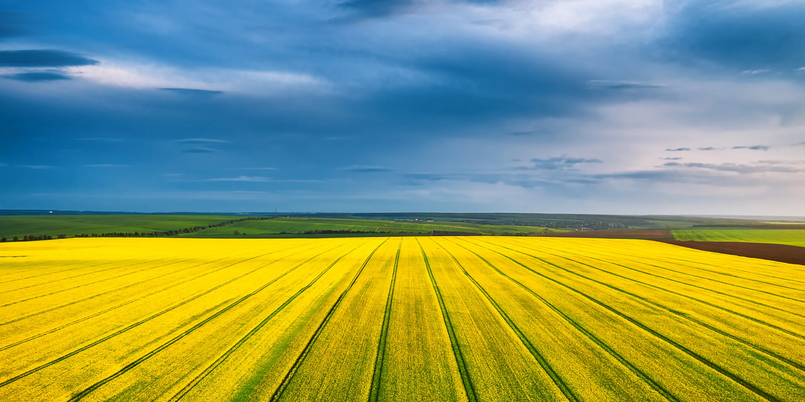 an image to show a healthy growing field