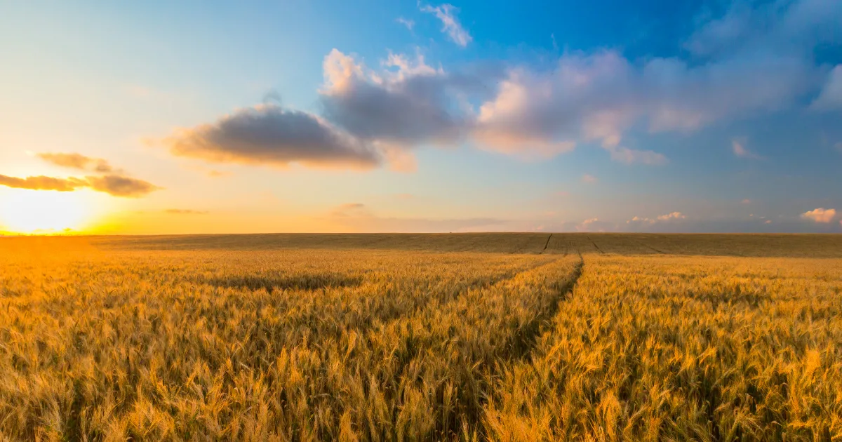 an image showing agriculture
