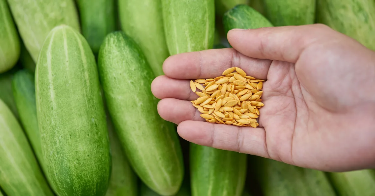 an image showing mica seed coating additive