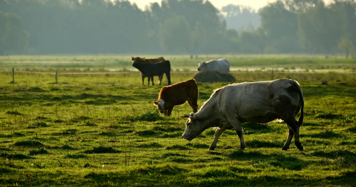 livestock